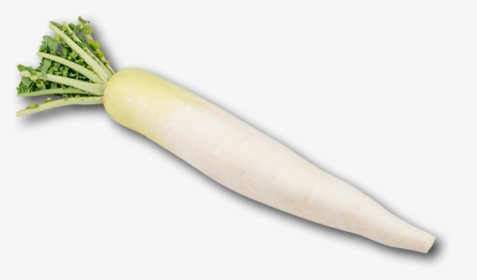 Daikon, HD Png Download, Free Download