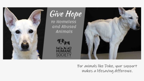 Transparent Cat And Dog Love Clipart - Idaho Humane Society, HD Png Download, Free Download