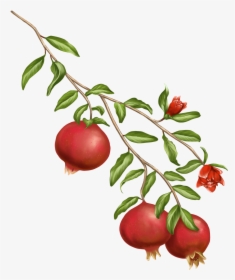 Width= - Pomegranate Tree On A Transparent Background, HD Png Download, Free Download