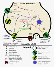 A Pharmacodynamic Model Of Amphetamine And Taar1 - Amphetamine Dopamine, HD Png Download, Free Download