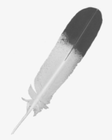Feather Icon Png Image - Skateboard, Transparent Png, Free Download