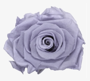 Single Rose Marble Box"  Class="lazyload Lazyload Fade - Garden Roses, HD Png Download, Free Download