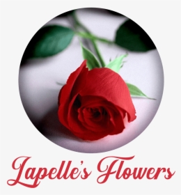 Lapelle"s Flowers & Gifts - Rose, HD Png Download, Free Download