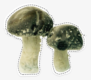 Shiitakés La Caverne - Champignon Mushroom, HD Png Download, Free Download