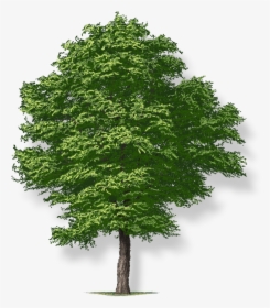 Free Image Of Tree - Tree Png Transparent, Png Download, Free Download
