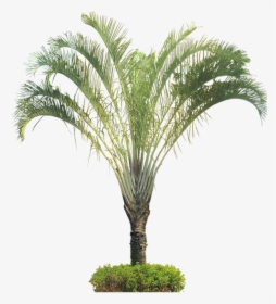 Dypsis Decaryi Tree Png, Transparent Png, Free Download