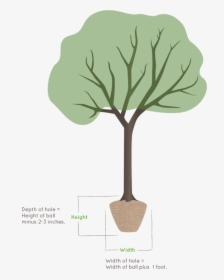 Illustration Of A Tree Planter - Mexican Pinyon, HD Png Download, Free Download
