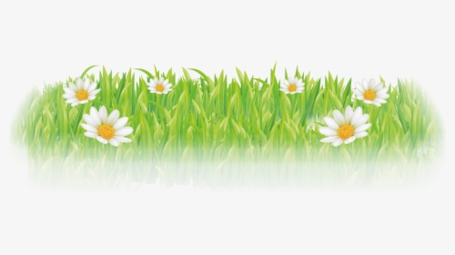 Camomile, HD Png Download, Free Download