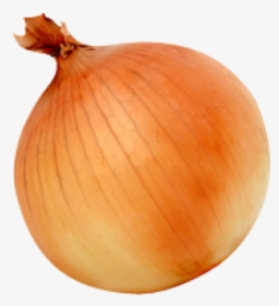 Onion Png Free Download - Transparent Background Onion Transparent, Png Download, Free Download