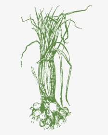 Onions - Onion Plant Black And White, HD Png Download, Free Download