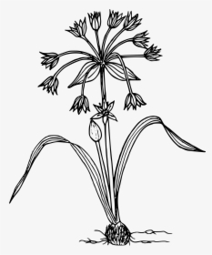 Sierran Onion Clip Arts - Wildflower In Black And White, HD Png Download, Free Download