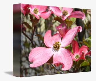 Transparent Spring Dogwood Tree - Flowering Dogwood, HD Png Download, Free Download