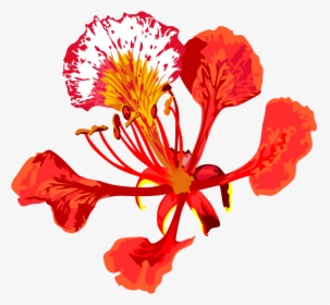 Vector Flowers Gulmohar - Poinciana Flower Drawing, HD Png Download, Free Download