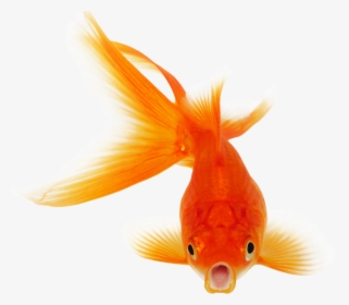 Goldfish Clipart Golden Fish - Fish Png, Transparent Png, Free Download