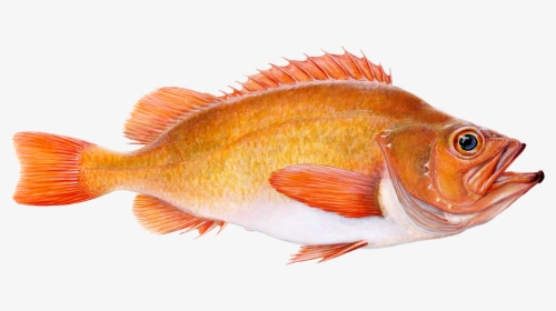 Golden Redfish - Icelandic Red Fish, HD Png Download, Free Download