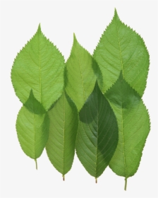 Green Leaf Png - Walnut Leaves Png, Transparent Png, Free Download
