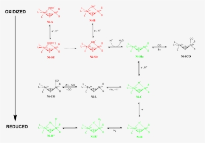 Redox States Of Nife Hydrogenase - Nife Hydrogenase, HD Png Download, Free Download
