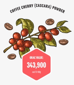 Coffee Cherry - Coffee Cherry Illustration, HD Png Download, Free Download
