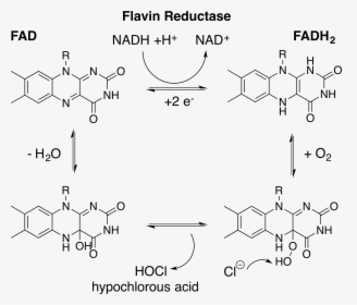 Fadh2 Production By Flavin Reductase For Hocl Generation - Fad And Fadh2 Structure, HD Png Download, Free Download