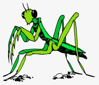 Praying Mantis Clipart Stick Insect - Praying Mantis Cartoon Art, HD Png Download, Free Download