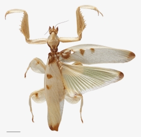 Predation On Pollinating Insects Shaped The Evolution - White Orchid Mantis Wings, HD Png Download, Free Download