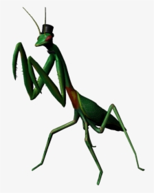 Picture - Praying Mantis In A Hat, HD Png Download, Free Download