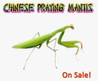 Mantidae, HD Png Download, Free Download