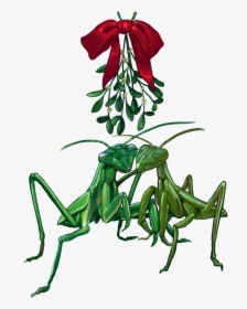 2013 Christmascard Mantis1scaled - Mantidae, HD Png Download, Free Download