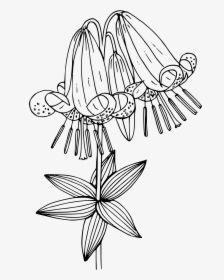 Oregon Lily Clip Arts - Illustration, HD Png Download, Free Download