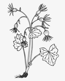 Oregon Bolandra Clip Arts - Wild Flowers Icon, HD Png Download, Free Download