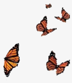 Butterfly Edits, HD Png Download, Free Download