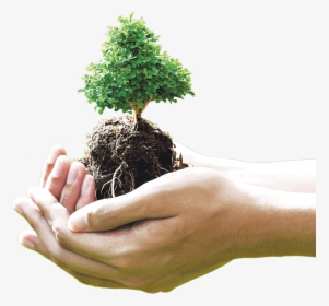 Plant And Care For A Tree, HD Png Download, Free Download