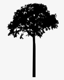 Tree - Tree Silhouette Png, Transparent Png, Free Download