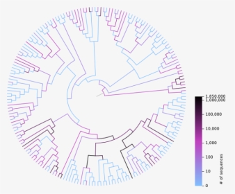 Phylogenetic Tree With Coloured Branches - Nexus File Phylogenetic Tree, HD Png Download, Free Download