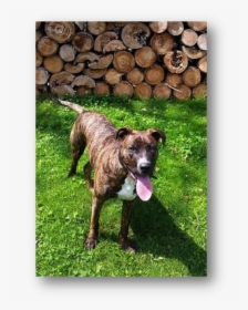 Treeing Tennessee Brindle, HD Png Download, Free Download