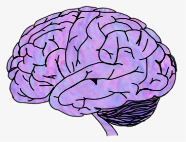 #cerebro - Brain Png, Transparent Png, Free Download