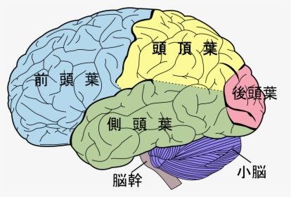 Lobes Of The Brain, HD Png Download, Free Download