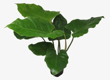 Tree, HD Png Download, Free Download