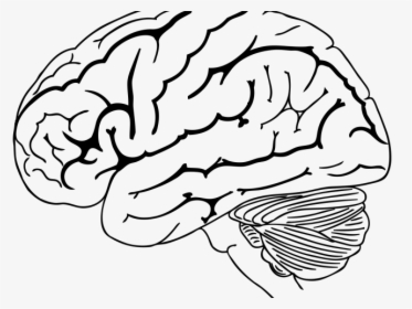 Drawn Brain Transparent - Brain Drawing Png, Png Download, Free Download