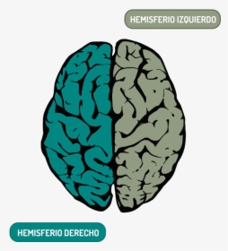 Cerebro Hemisferio Izquierdo Png, Transparent Png, Free Download
