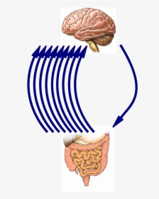 Cerebro Intestino Png, Transparent Png, Free Download