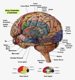 Cerebro - Partes Do Cérebro Humano, HD Png Download, Free Download