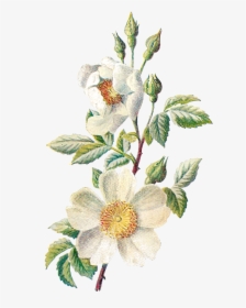 Antique Images Stock Botanical - Vintage Flower Illustration Transparent, HD Png Download, Free Download