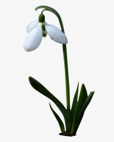 Bell White Flower White Flower Free Photo - Flor Campanilla Png, Transparent Png, Free Download
