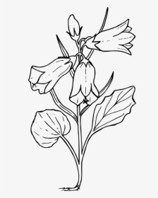 Yellow Bell Flower Drawing, HD Png Download, Free Download