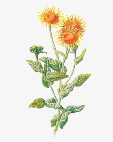 Sunflowers Clipart Vintage - Clip Art, HD Png Download, Free Download