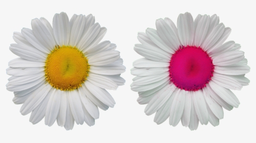 Transparent Wild Flowers Png - ดอก เด ซี่ ภาพ วาด, Png Download, Free Download