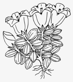 Gentian Clipart Black And White, HD Png Download, Free Download