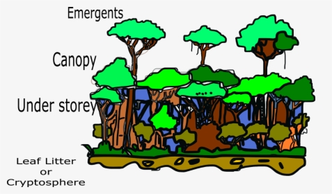 Structure Of Tropical Rainforest , Png Download, Transparent Png, Free Download