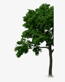 Rainforest Trees Png Graphic Royalty Free Download - Rainforest Tree Png, Transparent Png, Free Download